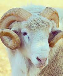 Adaklık islamda yeri