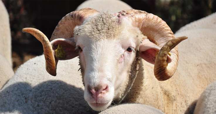 Adak Kurbanı Nasıl Dağıtılır