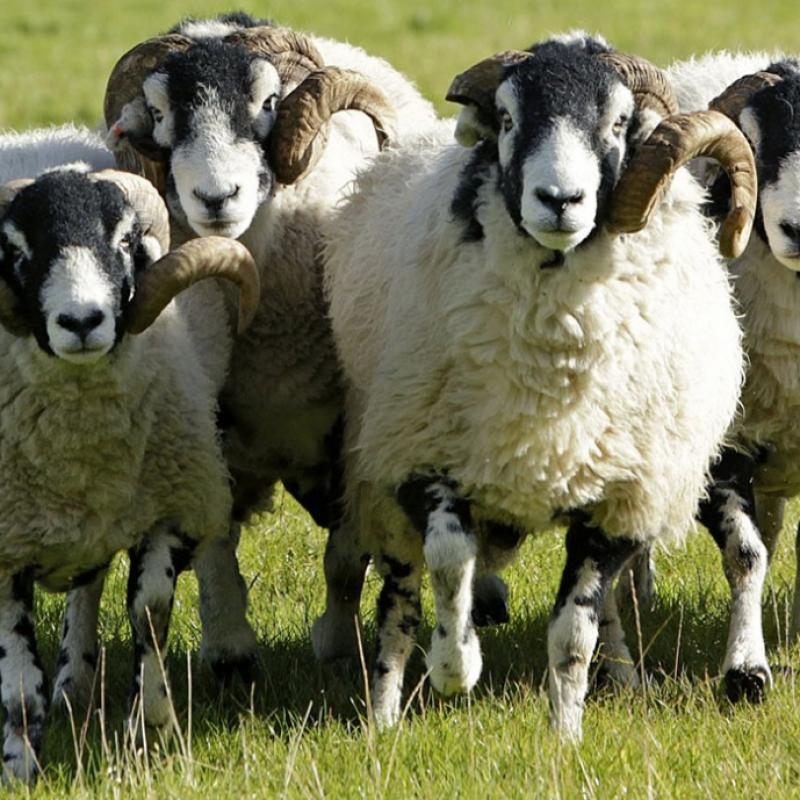 Adakta Şart Koşma Nedir