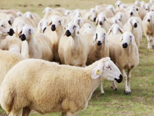 Adakta Şart Koşma ve Toplumsal Yanlışlar