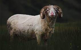 Adakların İfasında Gecikme Ne Anlama Gelir?