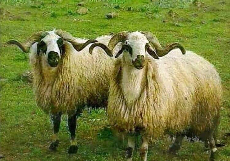 Tembellik Yüzünden Adağı Ertelemek