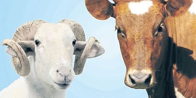 Adak Kurbanı ile Şükür Kurbanı Arasındaki Temel Farklar