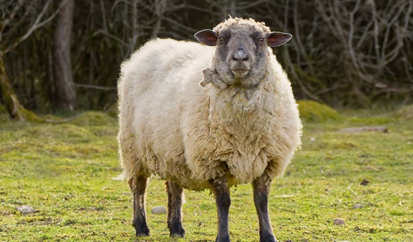 Adak Kurbanı ile Şükür Kurbanı