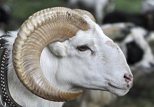 Adakta Niyetin Önemi