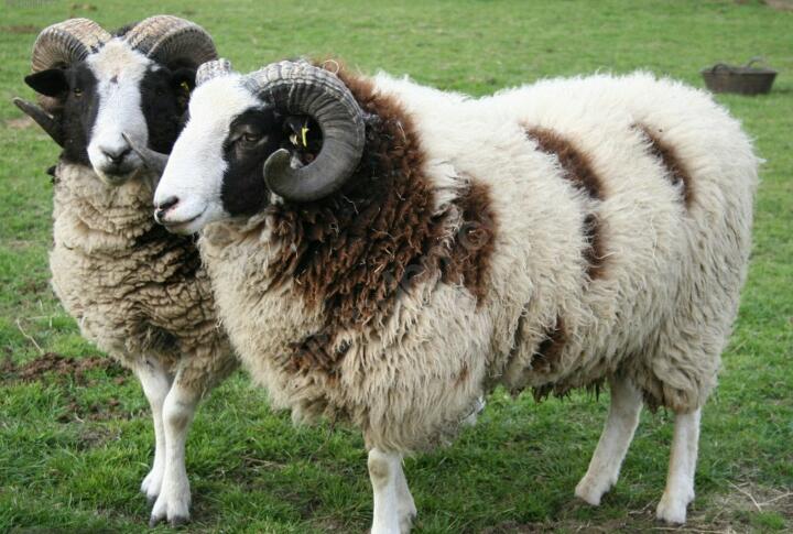 Adak ve Niyet Arasındaki Denge 