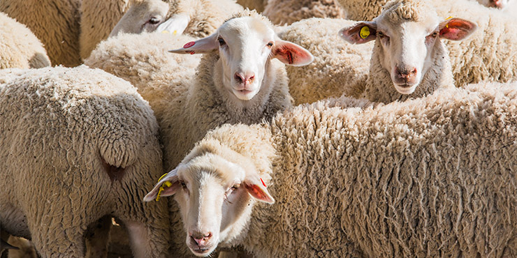 Adak Kültürünün Toplumsal İşlevi