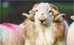 Kurban Kimlere Vacip Olur 