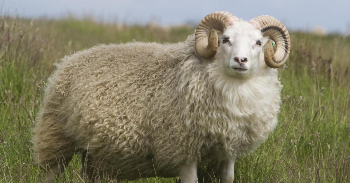 Kurbanlık Hayvanın Dinî ve Fıkhî Şartları 