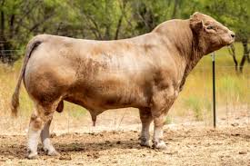 Adak ve Kurban Arasında Temel Farklar