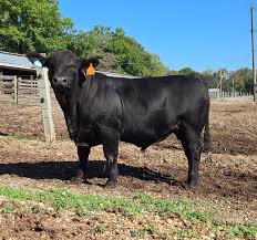 Hangi Durumda Hangi Kurban Kesilir?