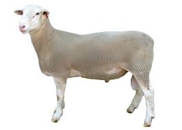 Adakların Yerine Getirilmemesi Durumu