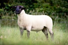 Adak Kurbanı Nedir? 